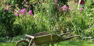 Почему весной нельзя использовать железный купорос в саду